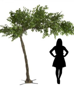 11ft Ficus Tree Arch